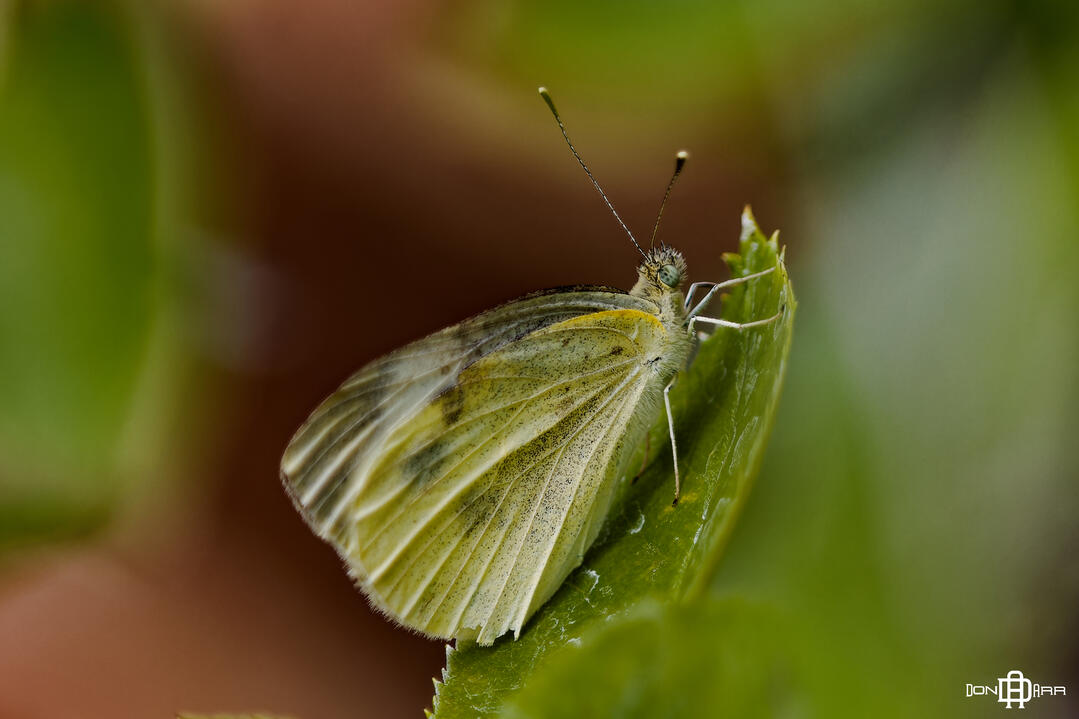 Albany, Georgia - Backyard