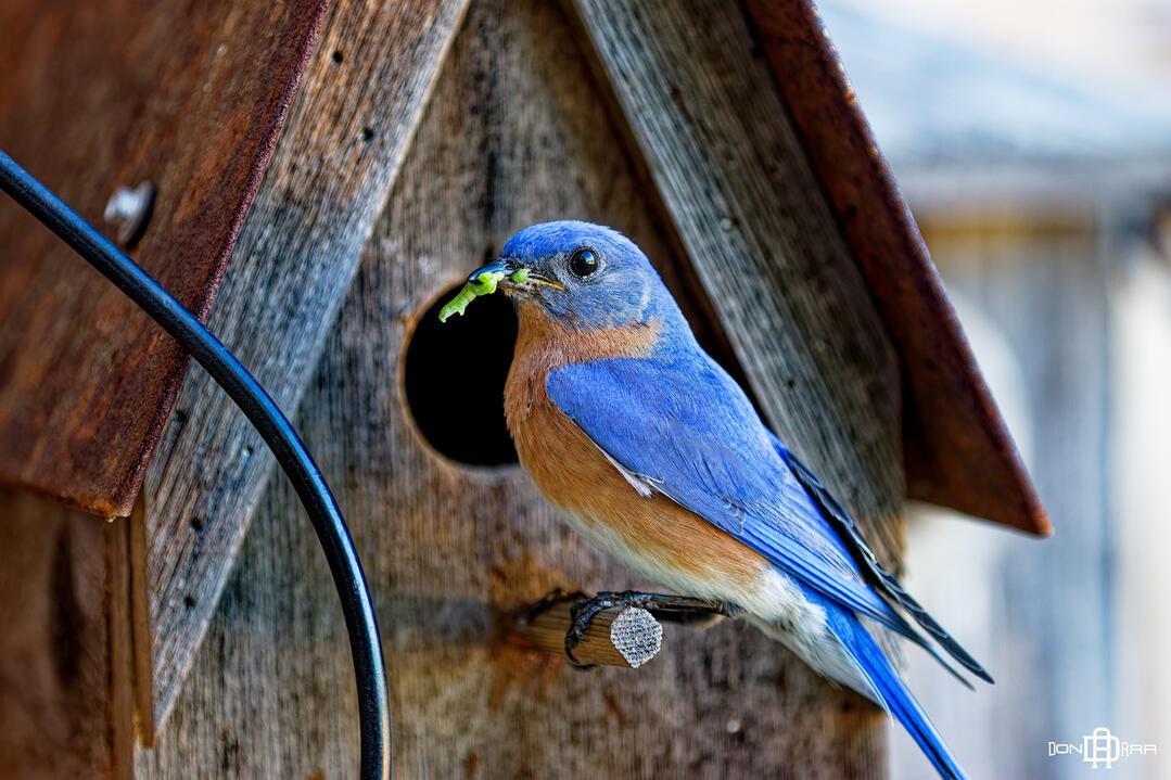 Albany, Georgia - Backyard