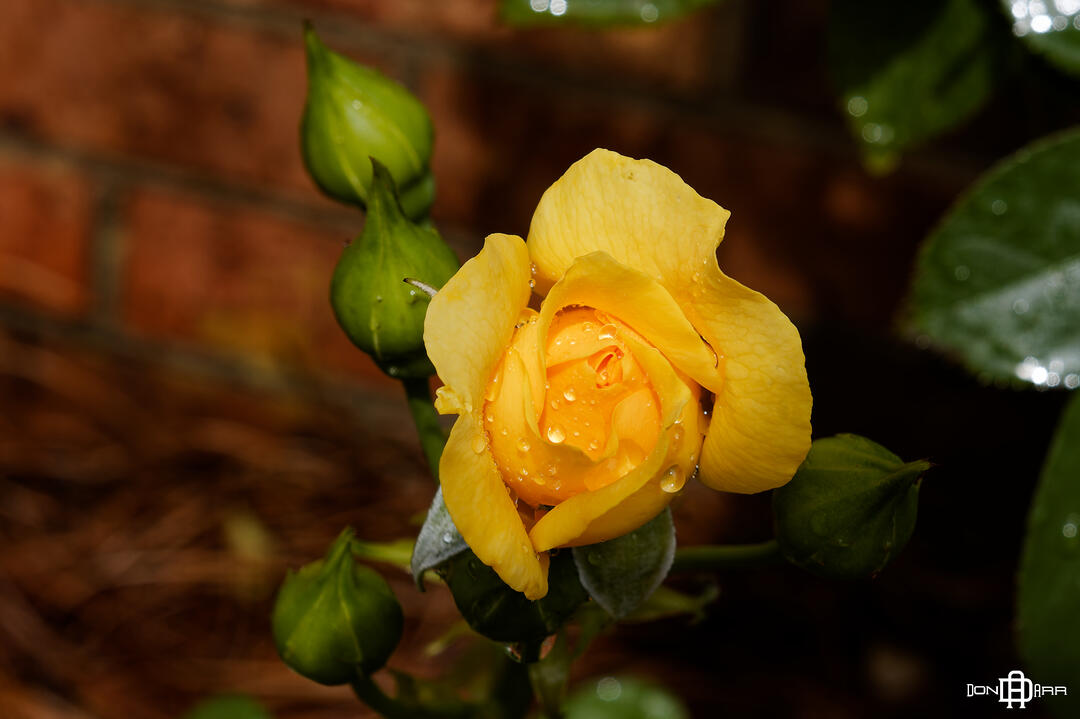 Albany, Georgia - Backyard