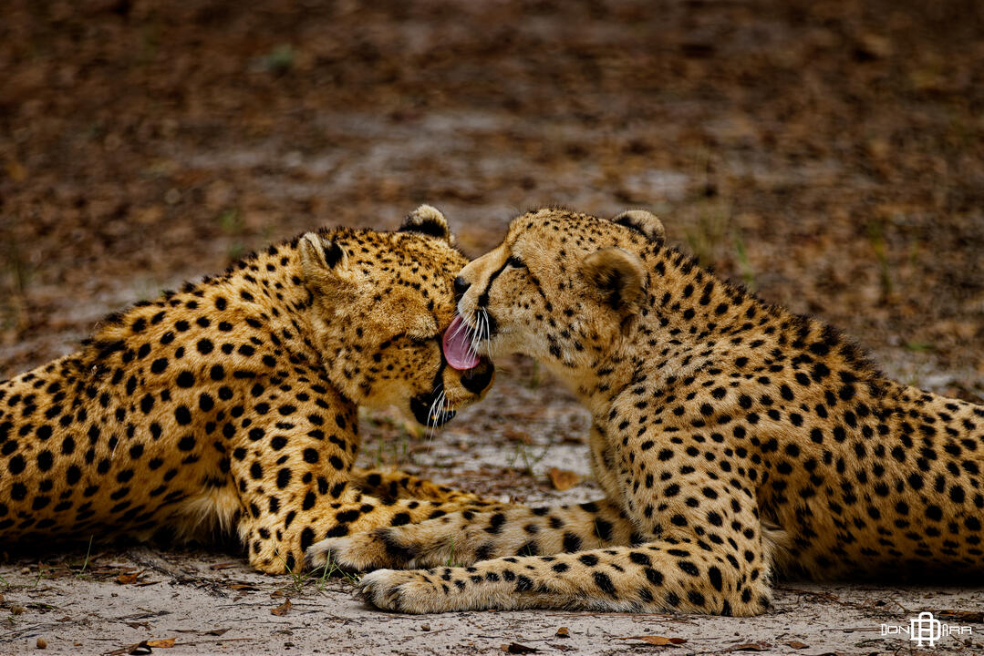 Albany, Georgia - Chehaw Zoo